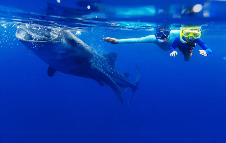 Summer Means Whale Shark Tours|||
