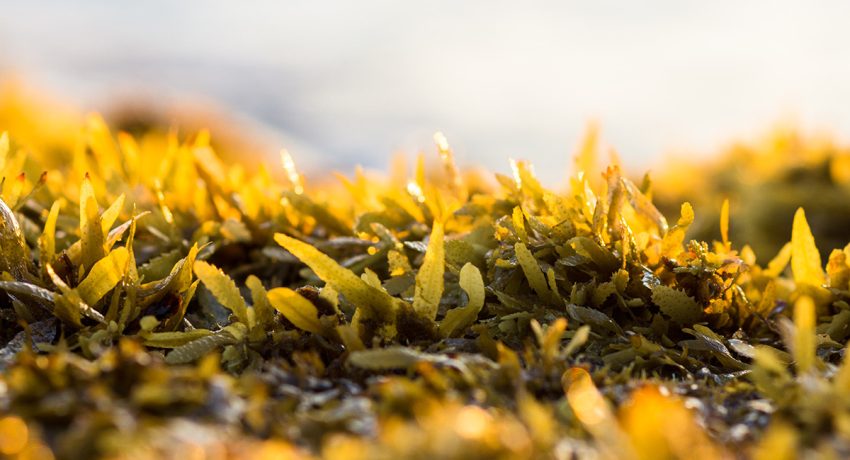 Practical and creative uses of sargassum seaweed in the Caribbean|
