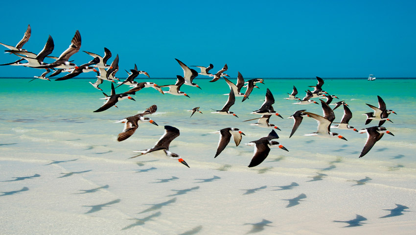 Holbox